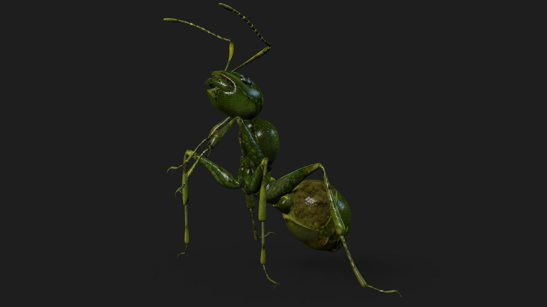 Ant-V1 3D model_9