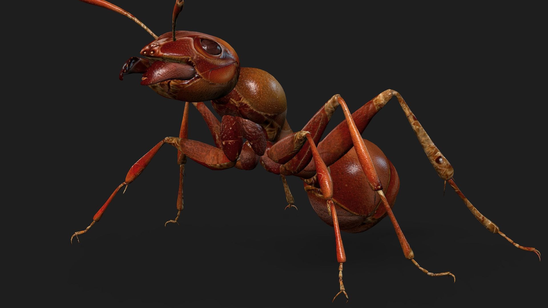 Ant-V2 3D model_8