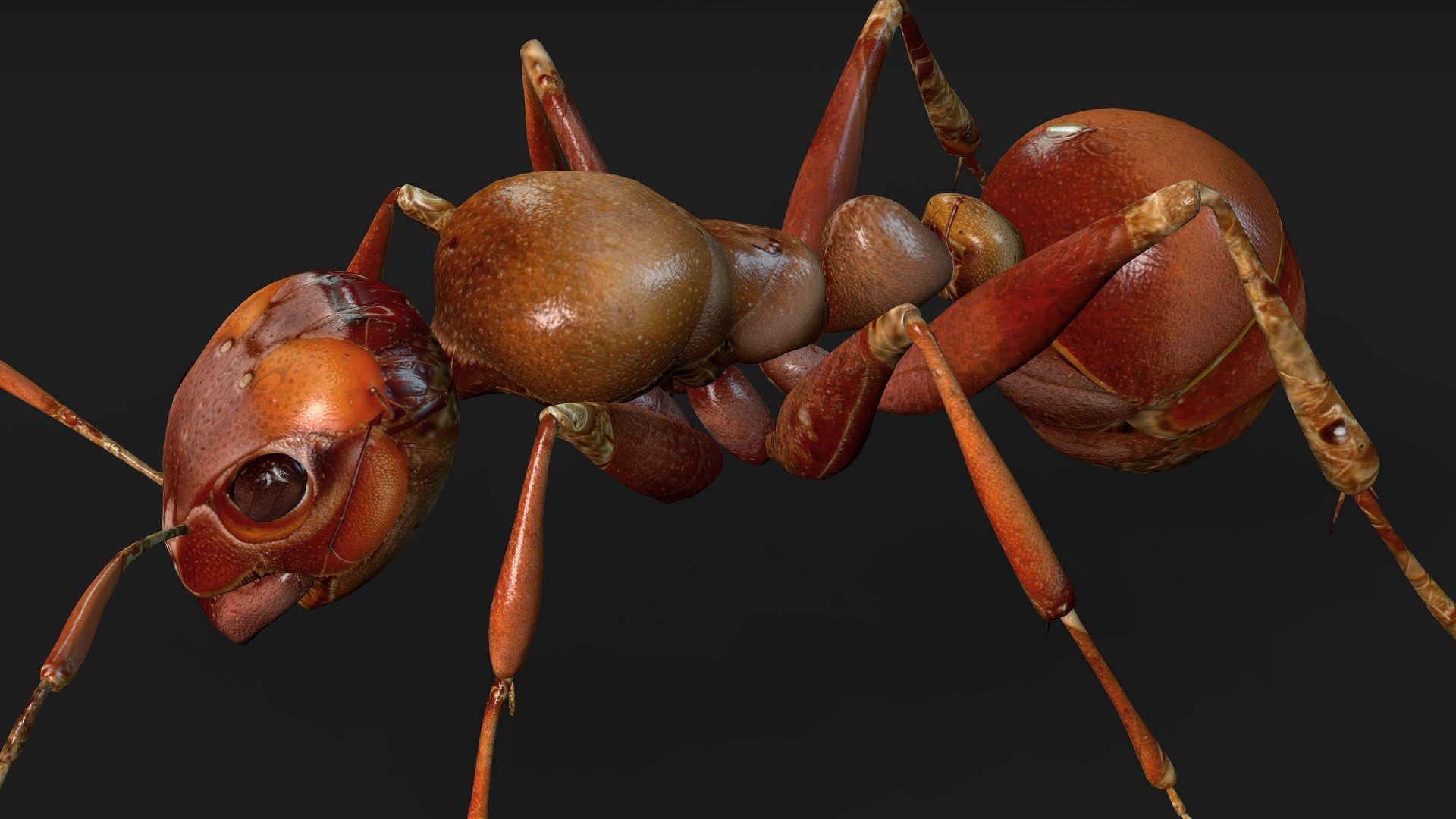 Ant-V2 3D model_7