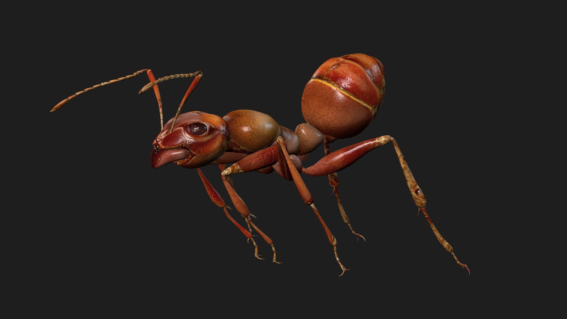 Ant-V2 3D model_11