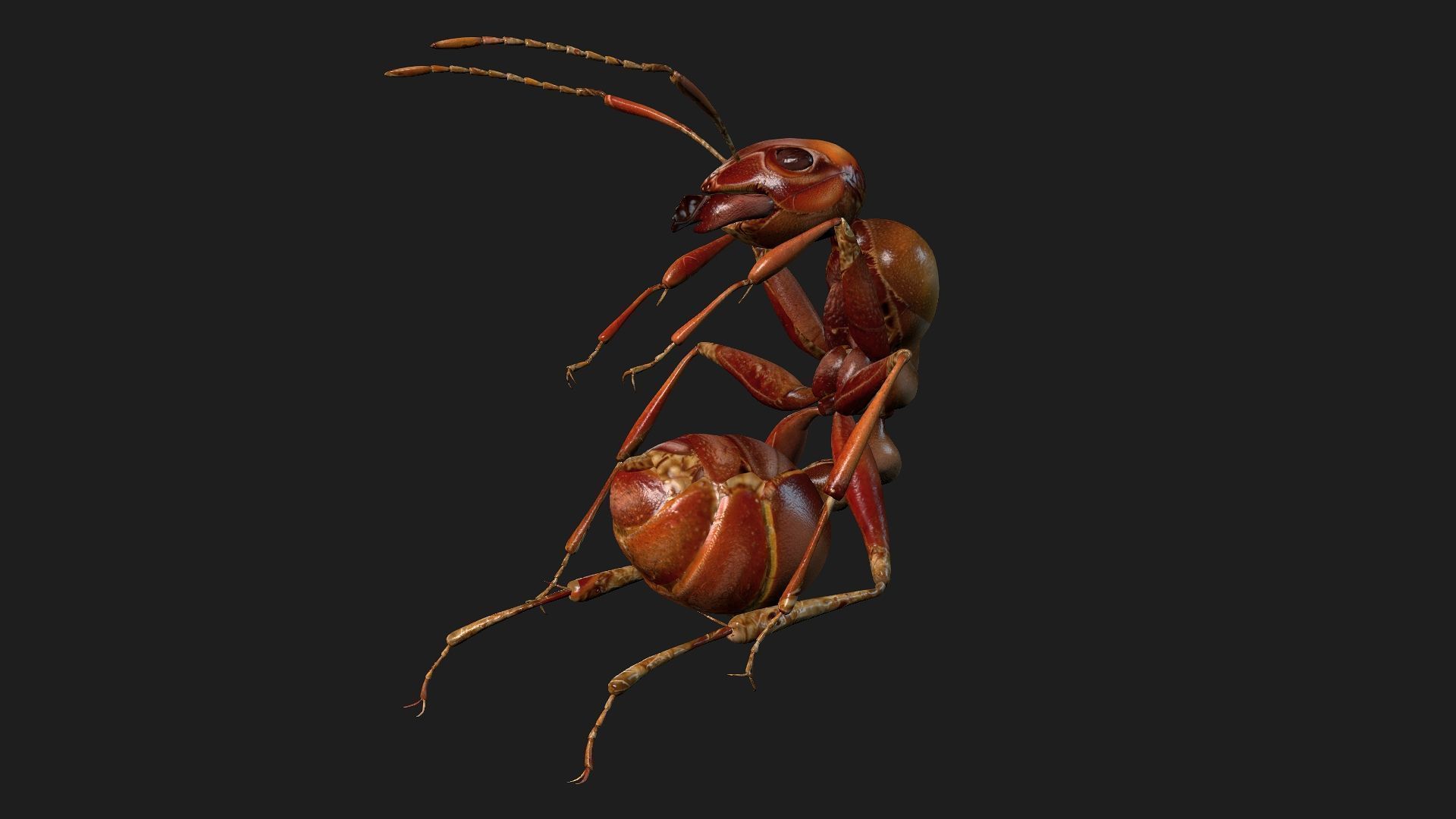Ant-V2 3D model_3