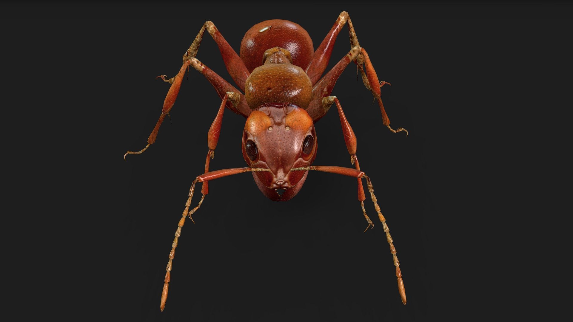 Ant-V2 3D model_6