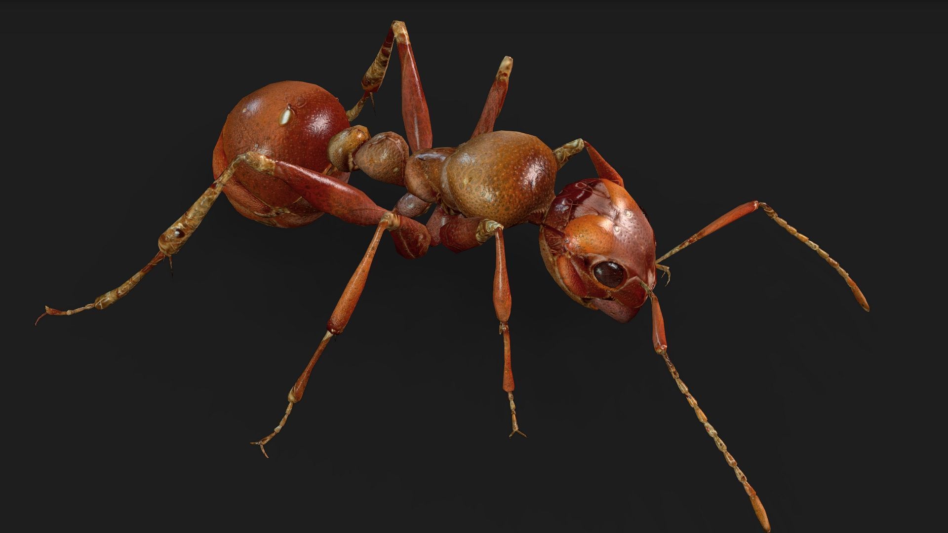 Ant-V2 3D model_5