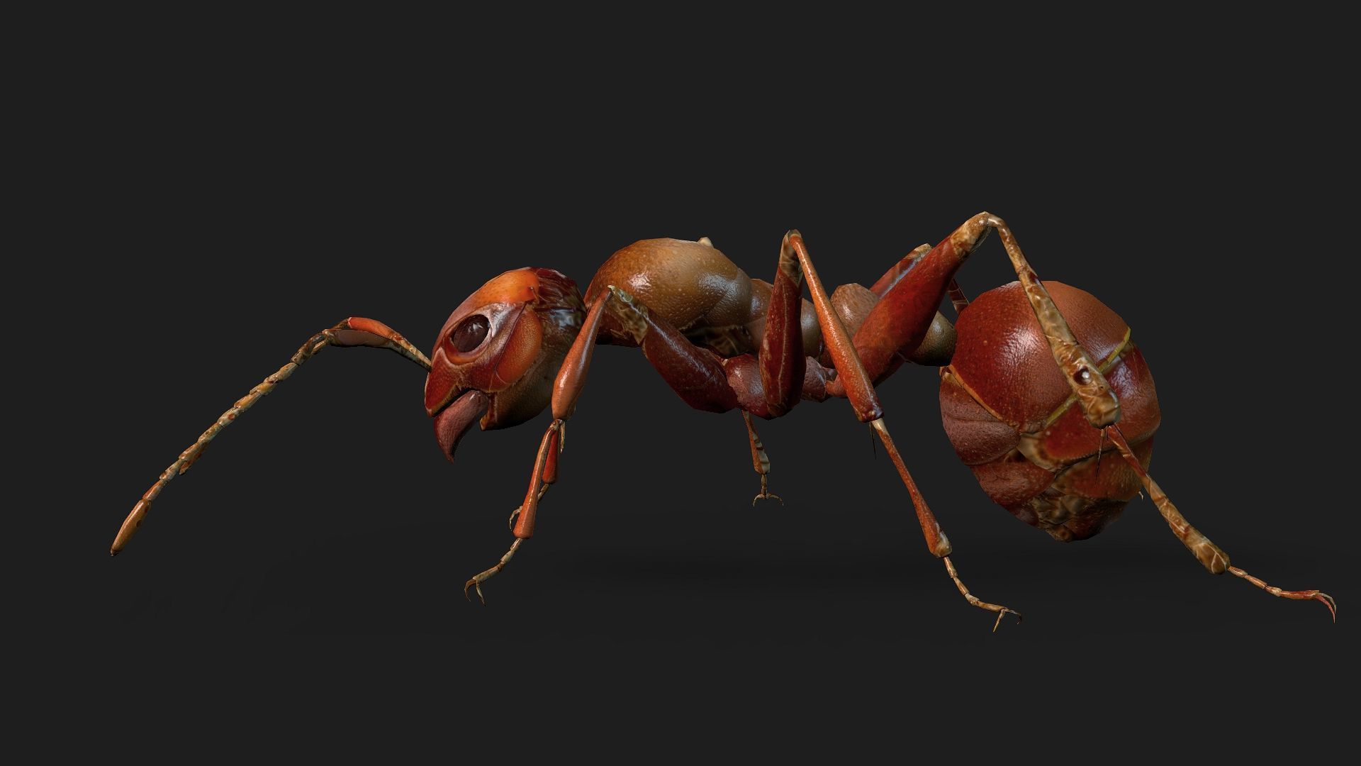 Ant-V2 3D model_4