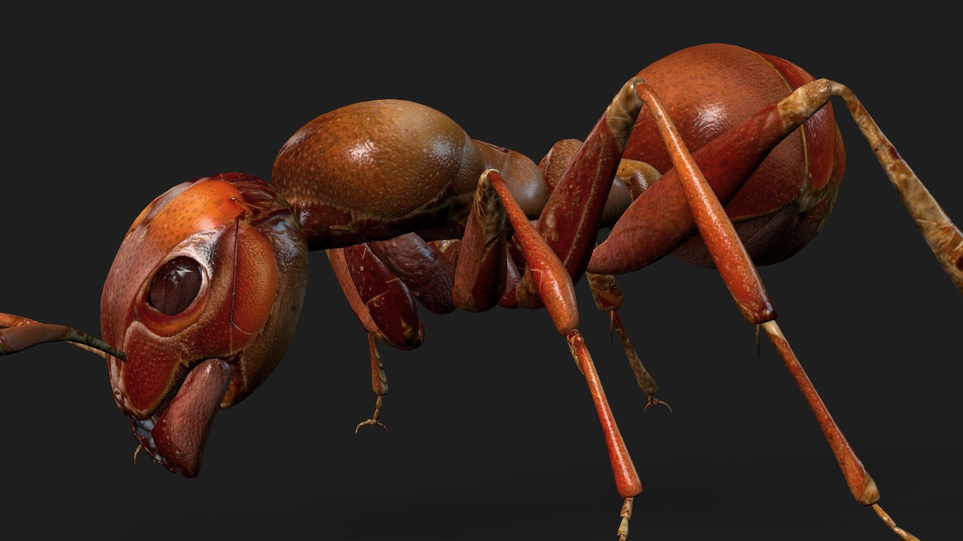 Ant-V2 3D model_10