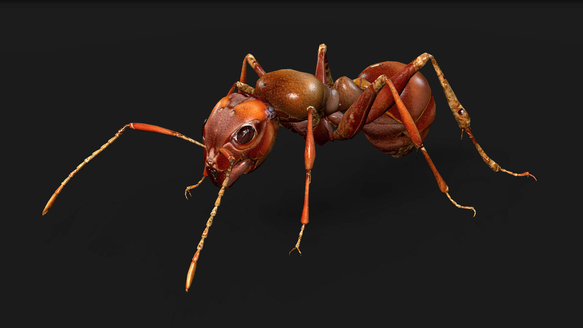 Ant-V2 3D model_2