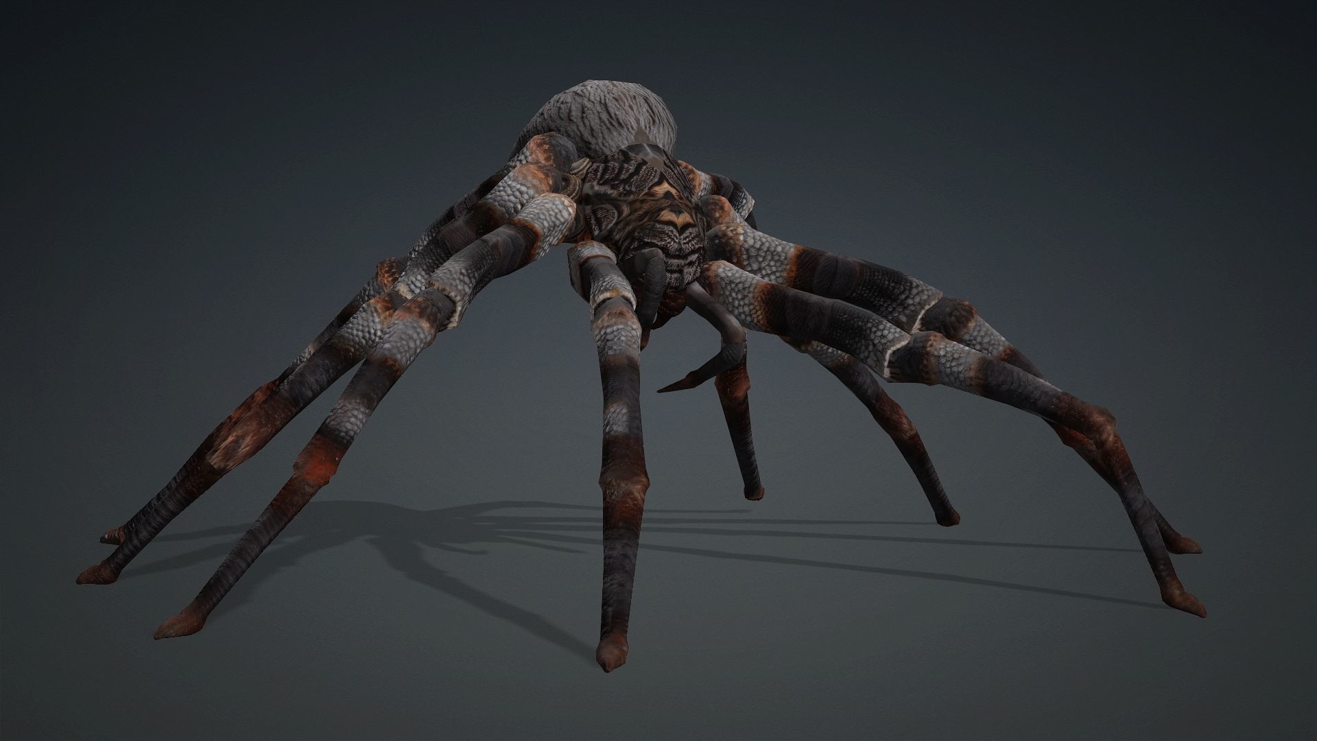 Spider-V1 3D model_9