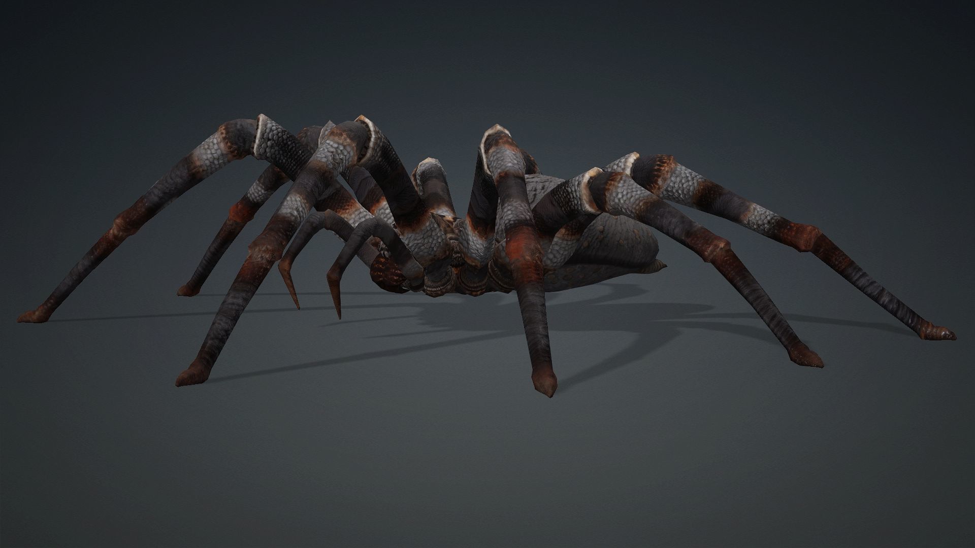 Spider-V1 3D model_5