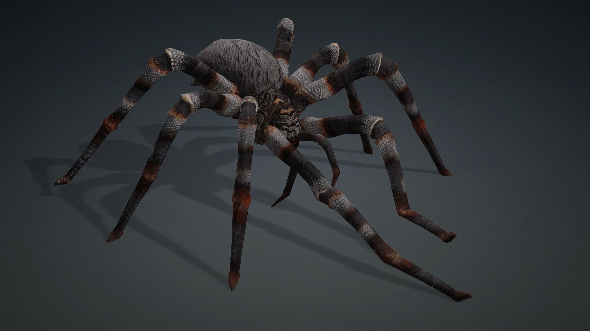 Spider-V1 3D model_7
