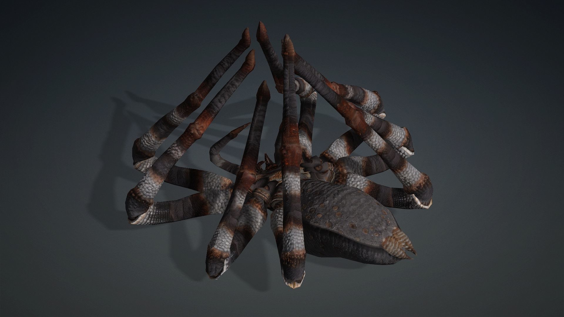 Spider-V1 3D model_4