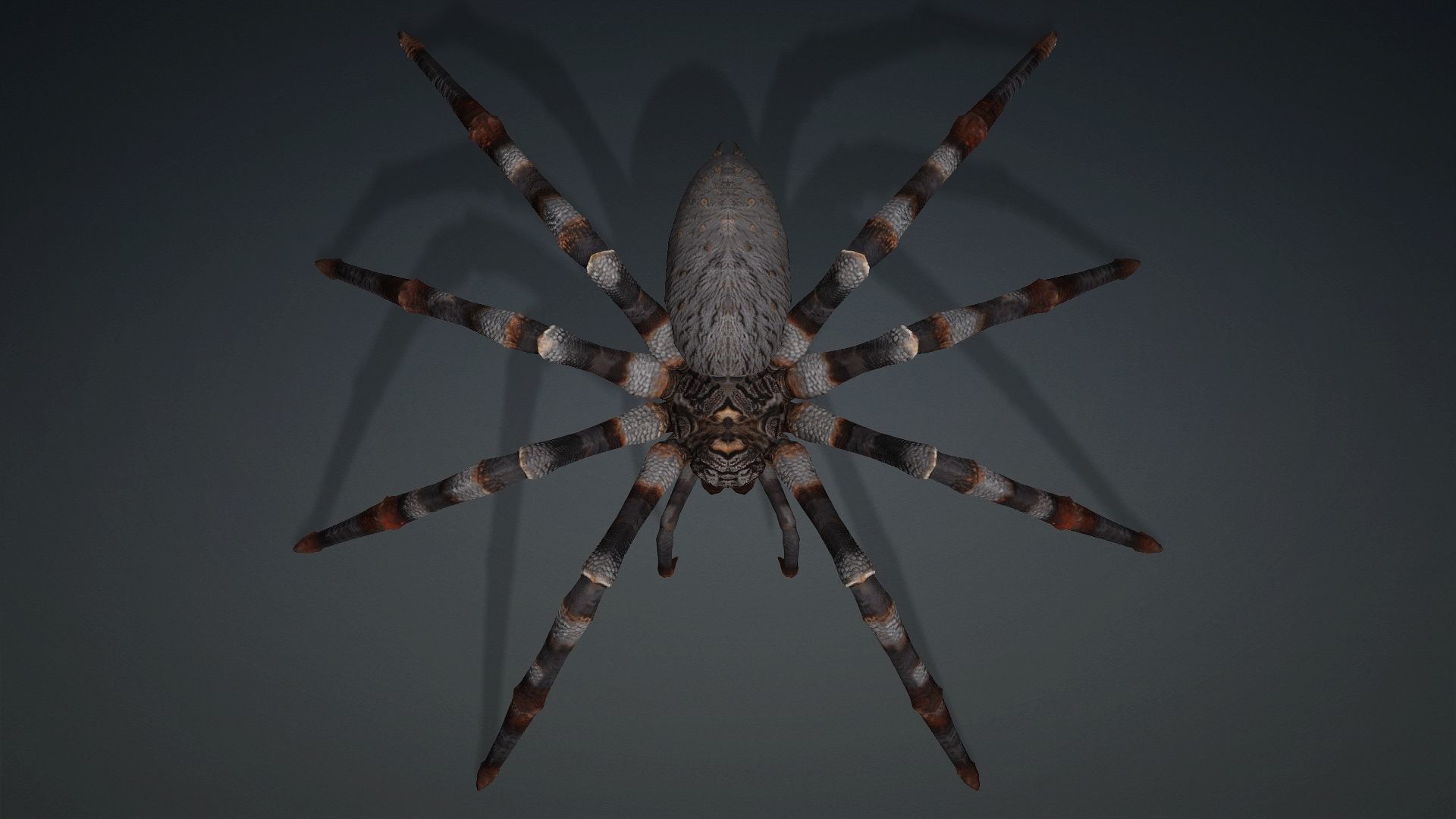 Spider-V1 3D model_6