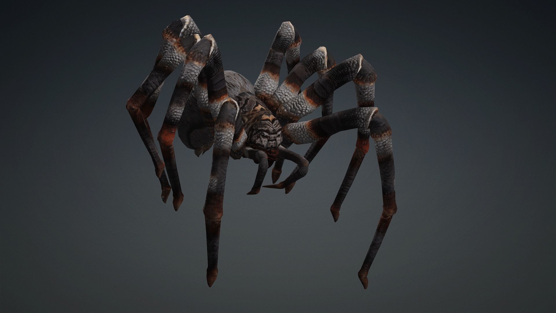 Spider-V1 3D model_10