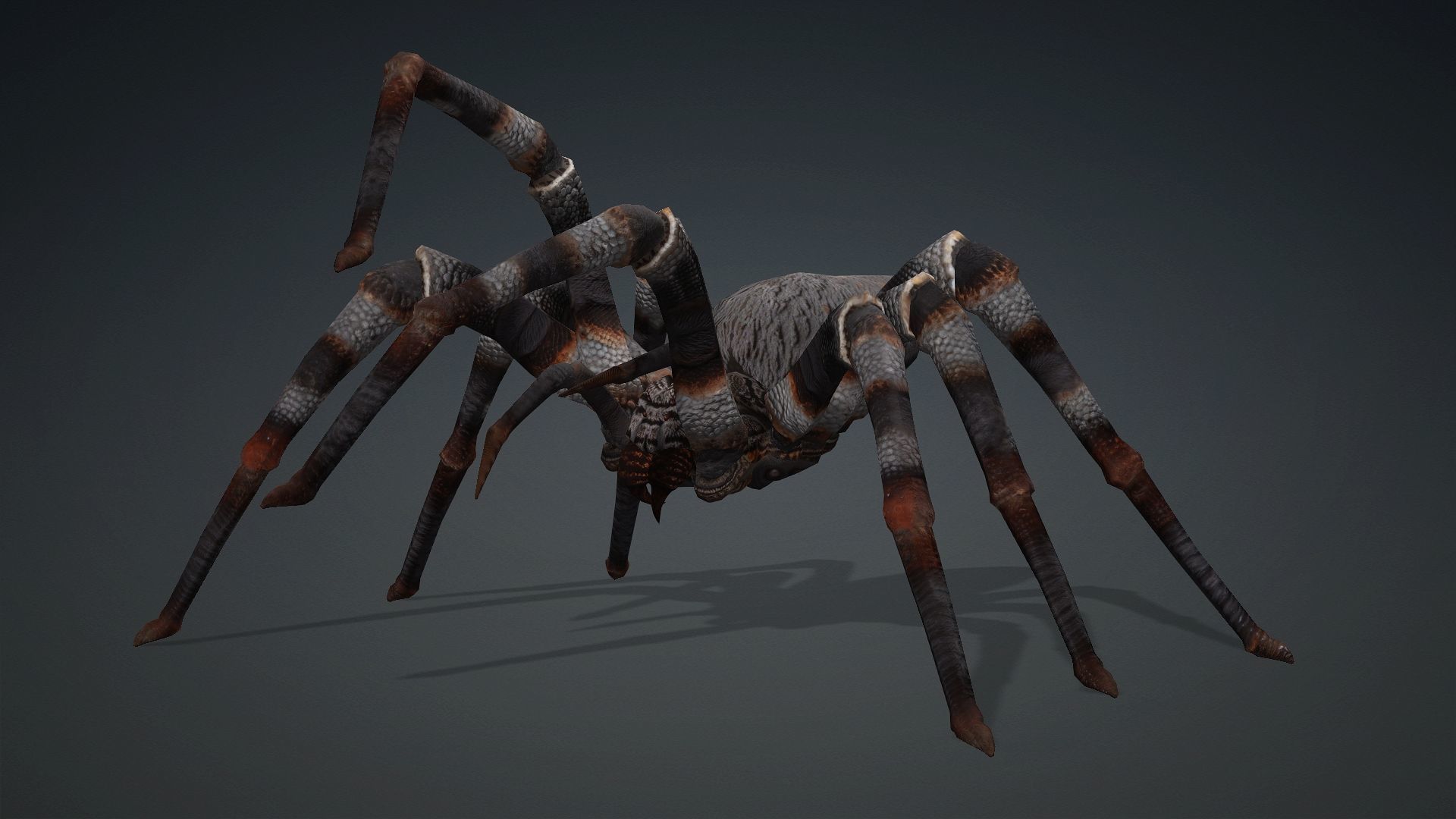 Spider-V1 3D model_8