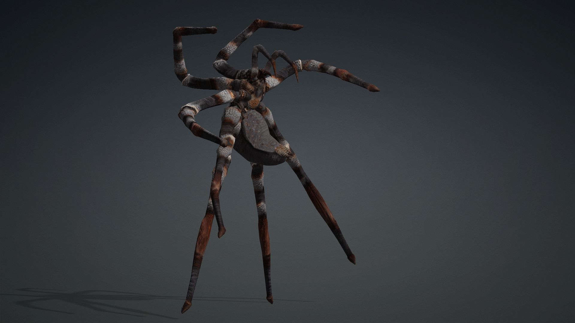 Spider-V1 3D model_12