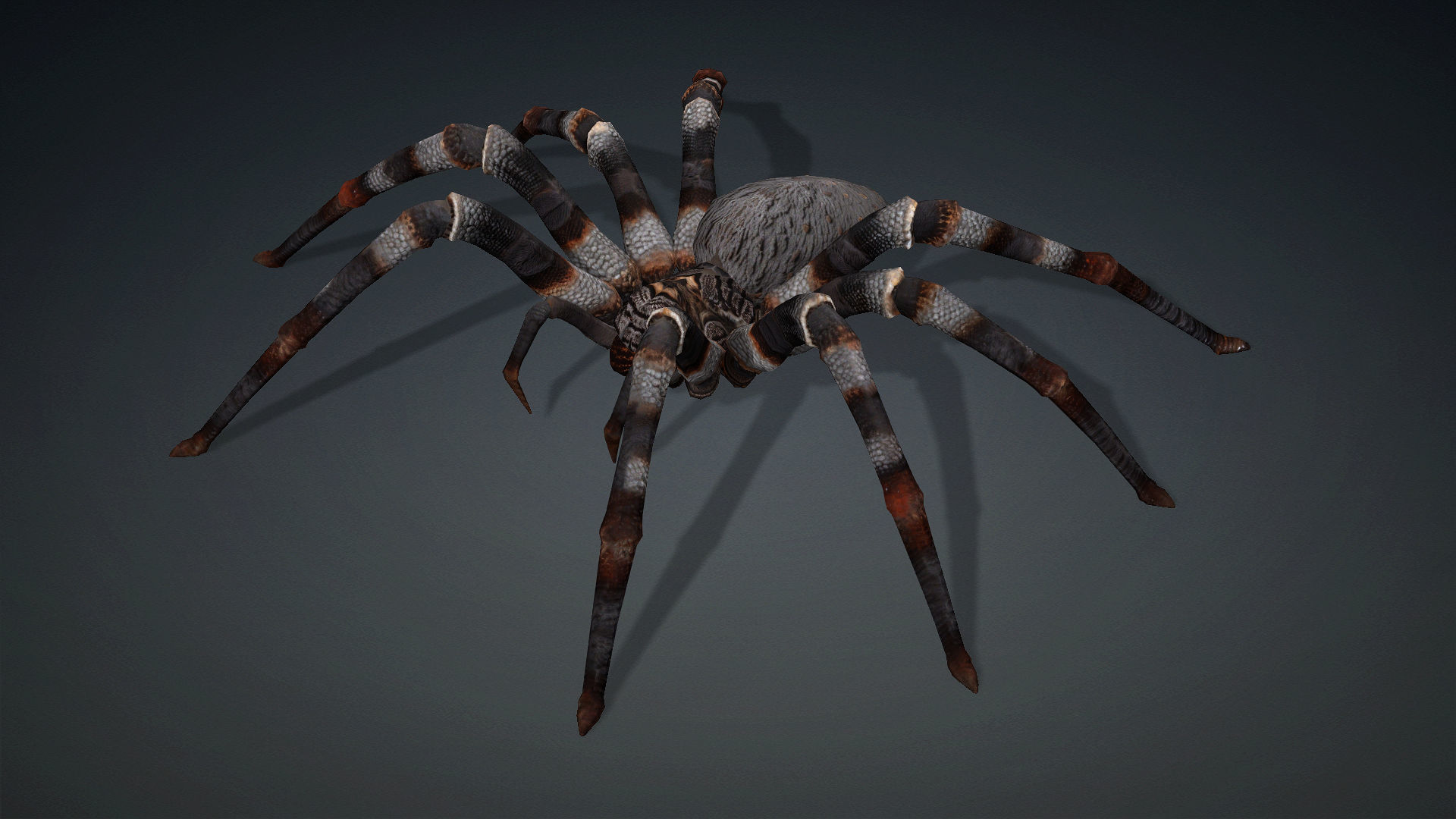 Spider-V1 3D model_2