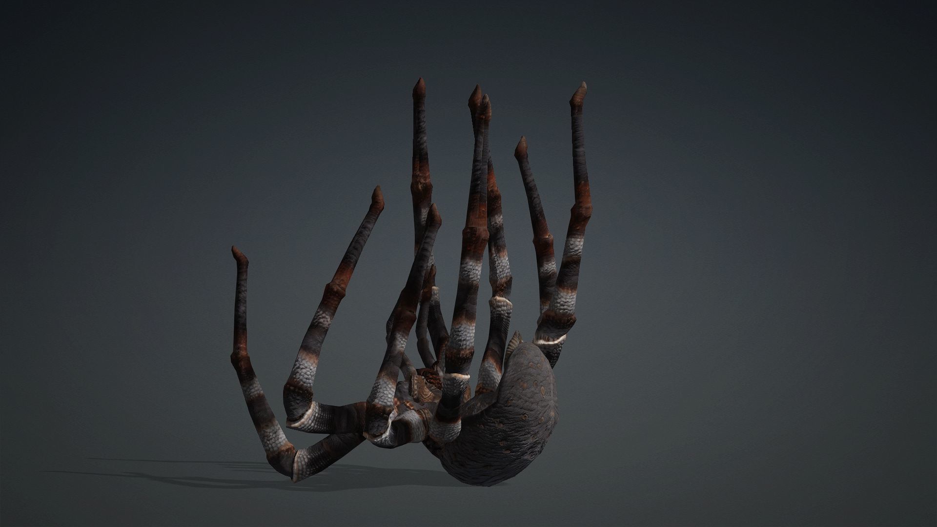 Spider-V1 3D model_3