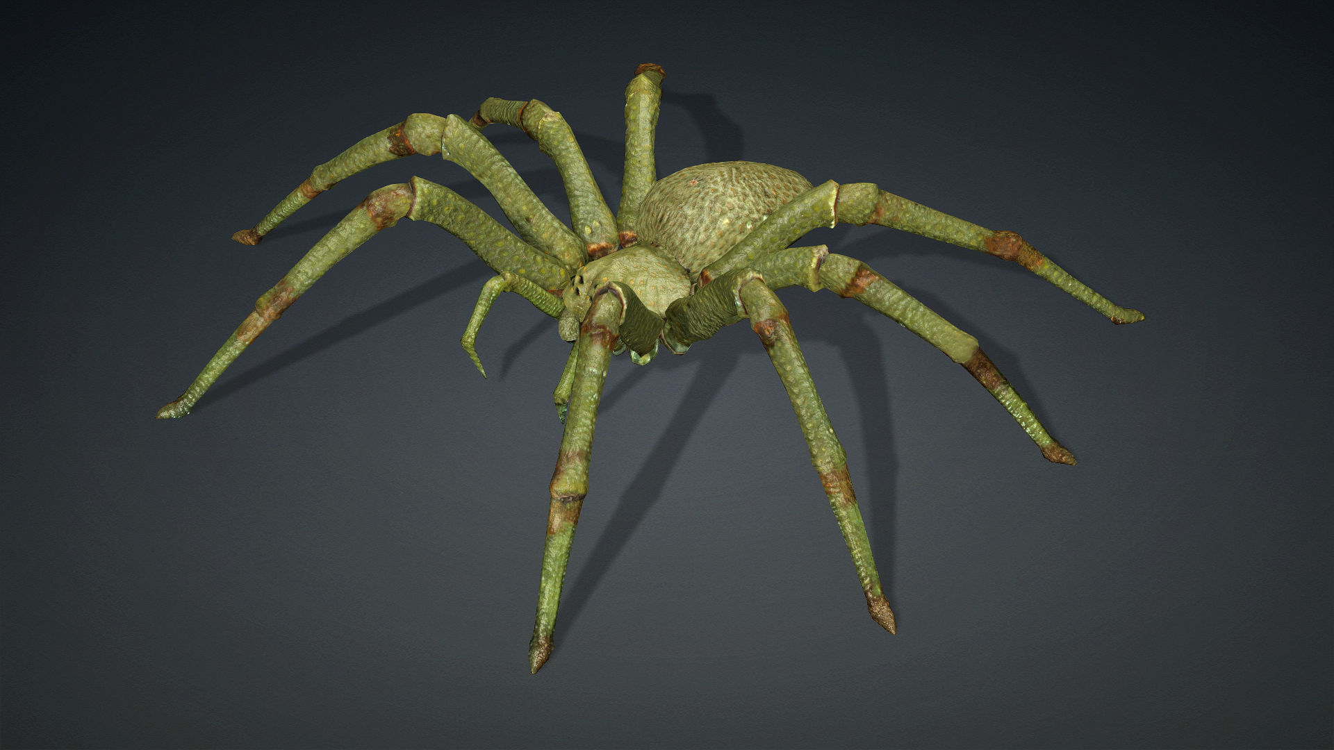 Spider-V4 3D model_2