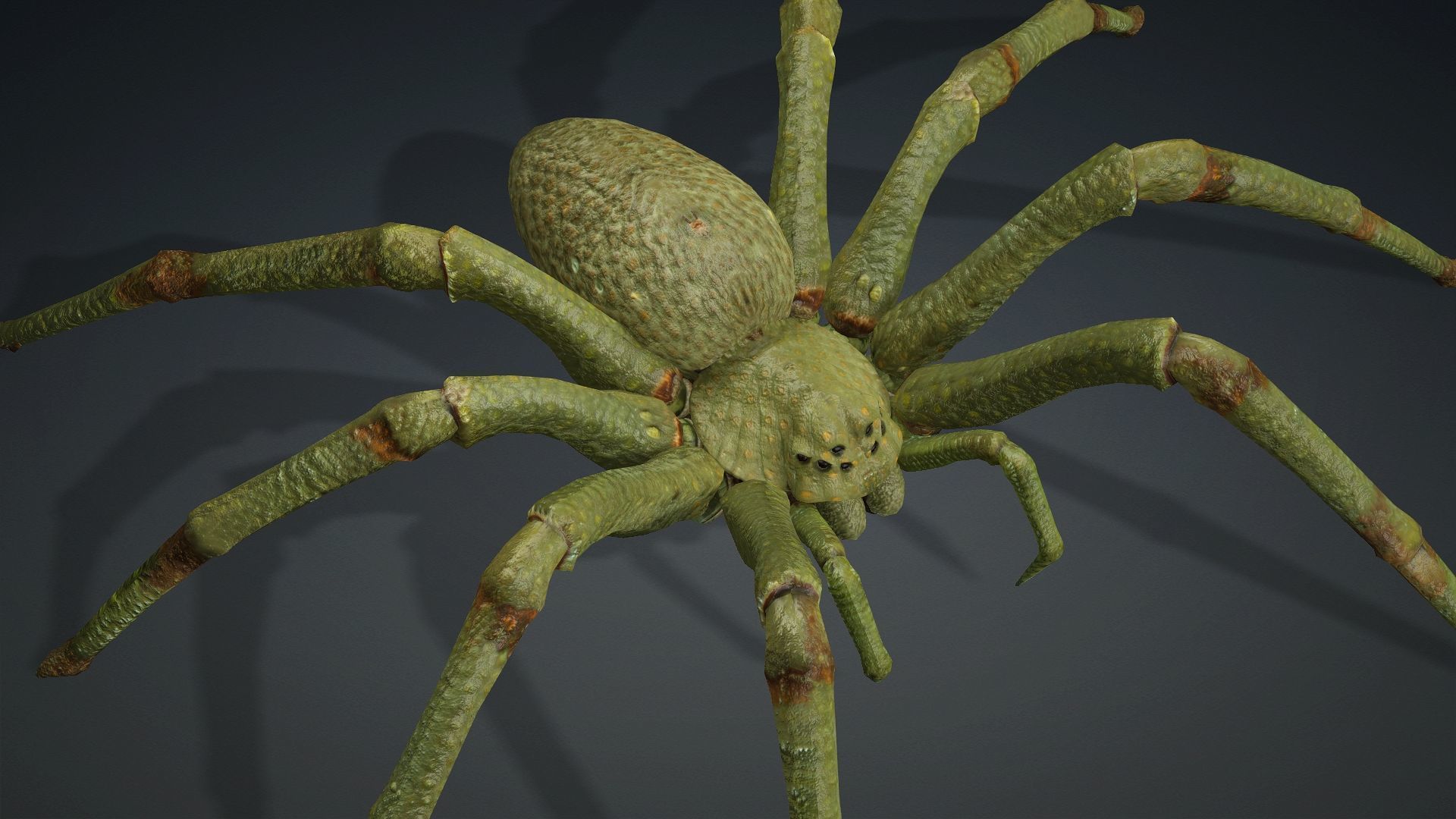 Spider-V4 3D model_7