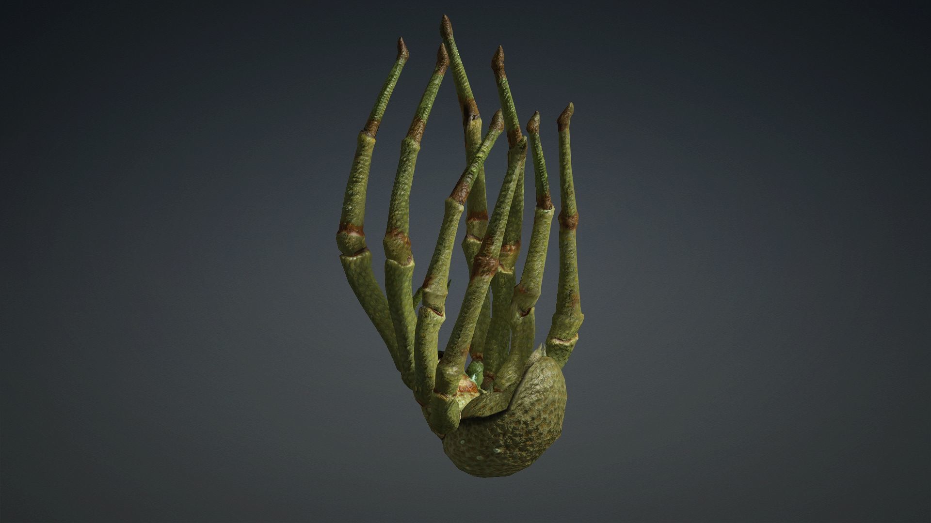 Spider-V4 3D model_5