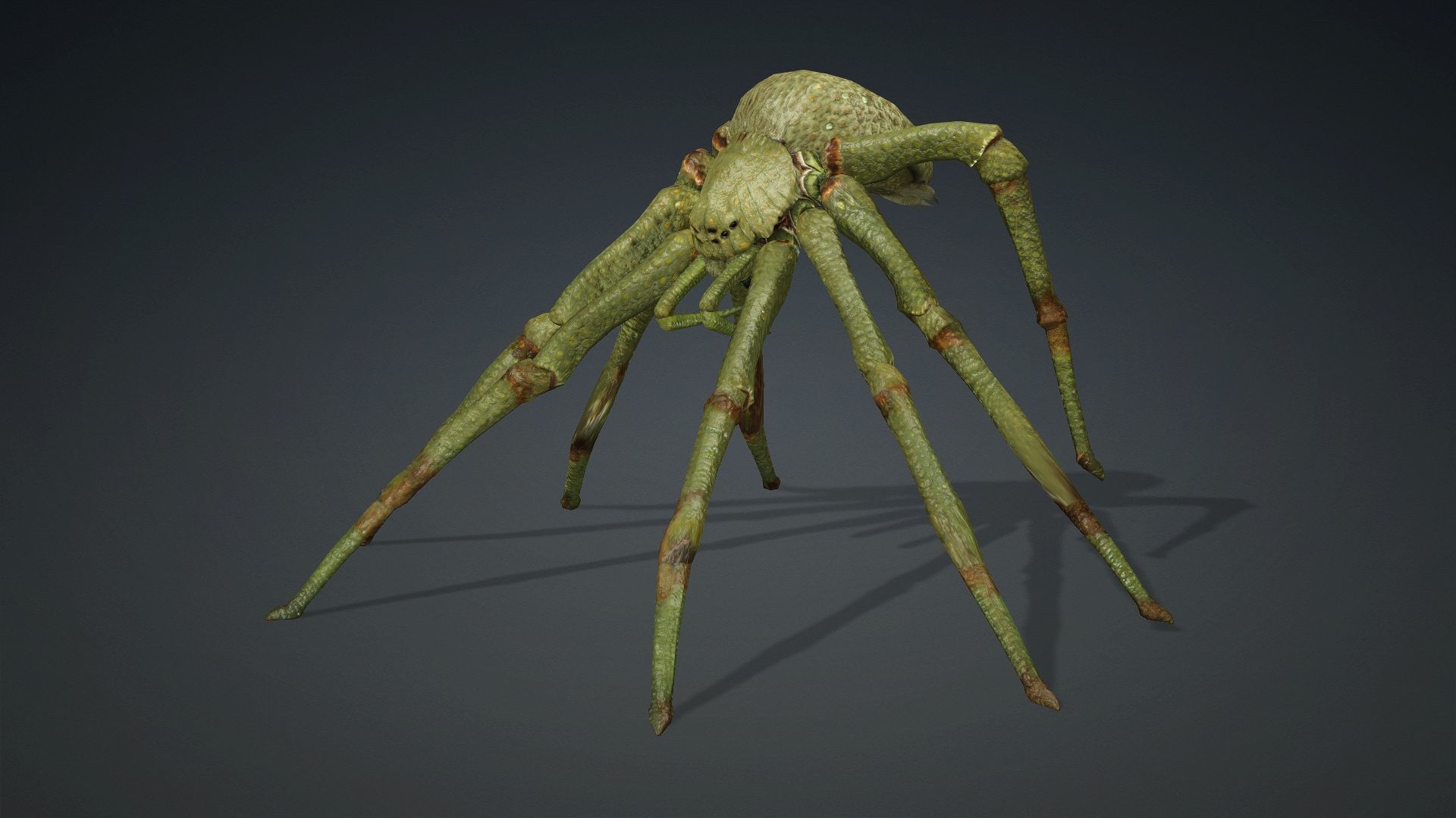 Spider-V4 3D model_9