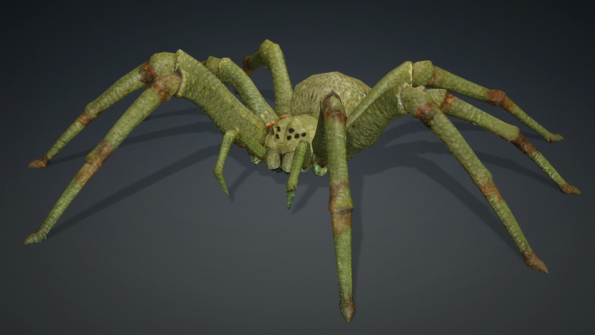 Spider-V4 3D model_6