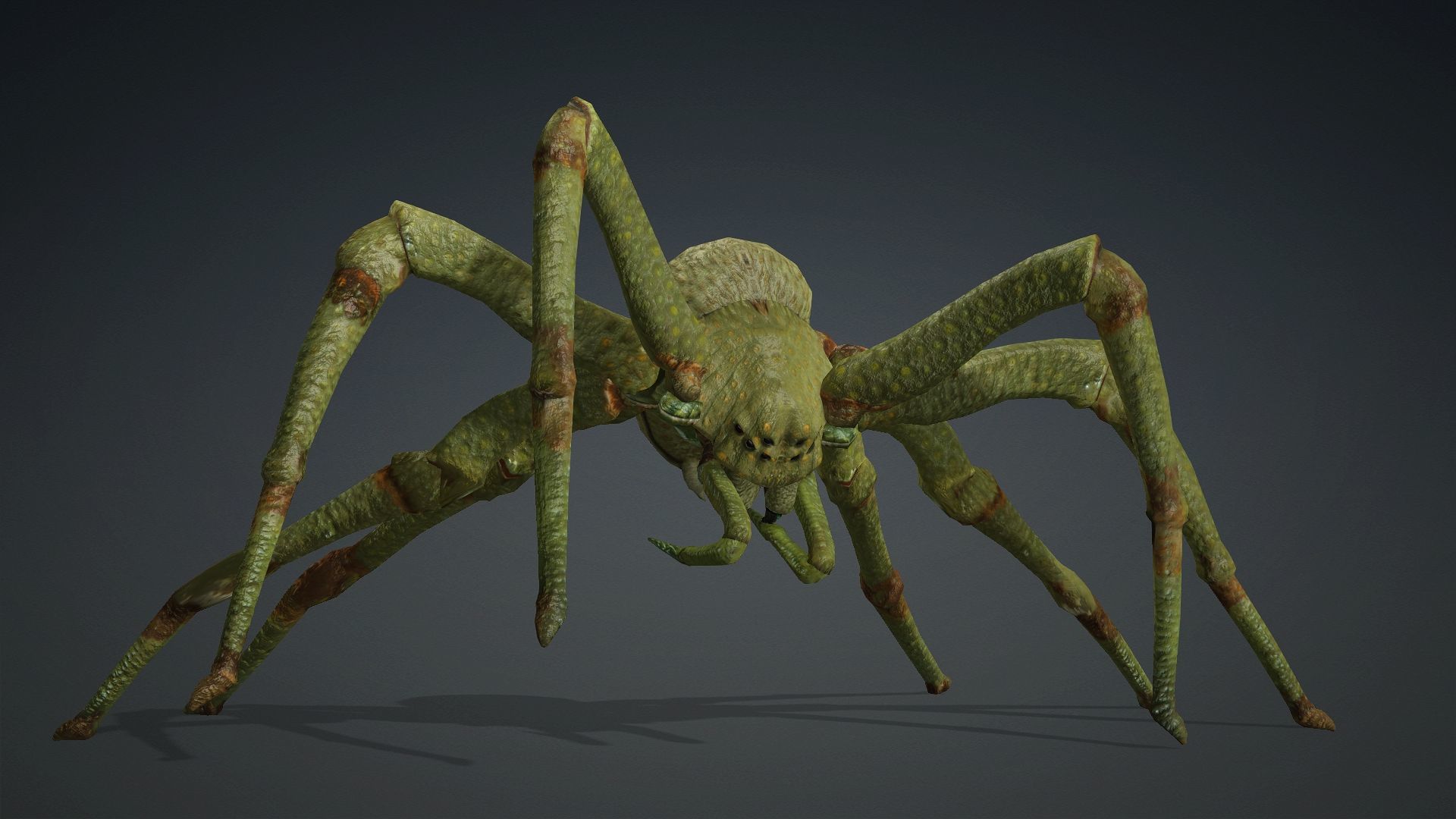 Spider-V4 3D model_12