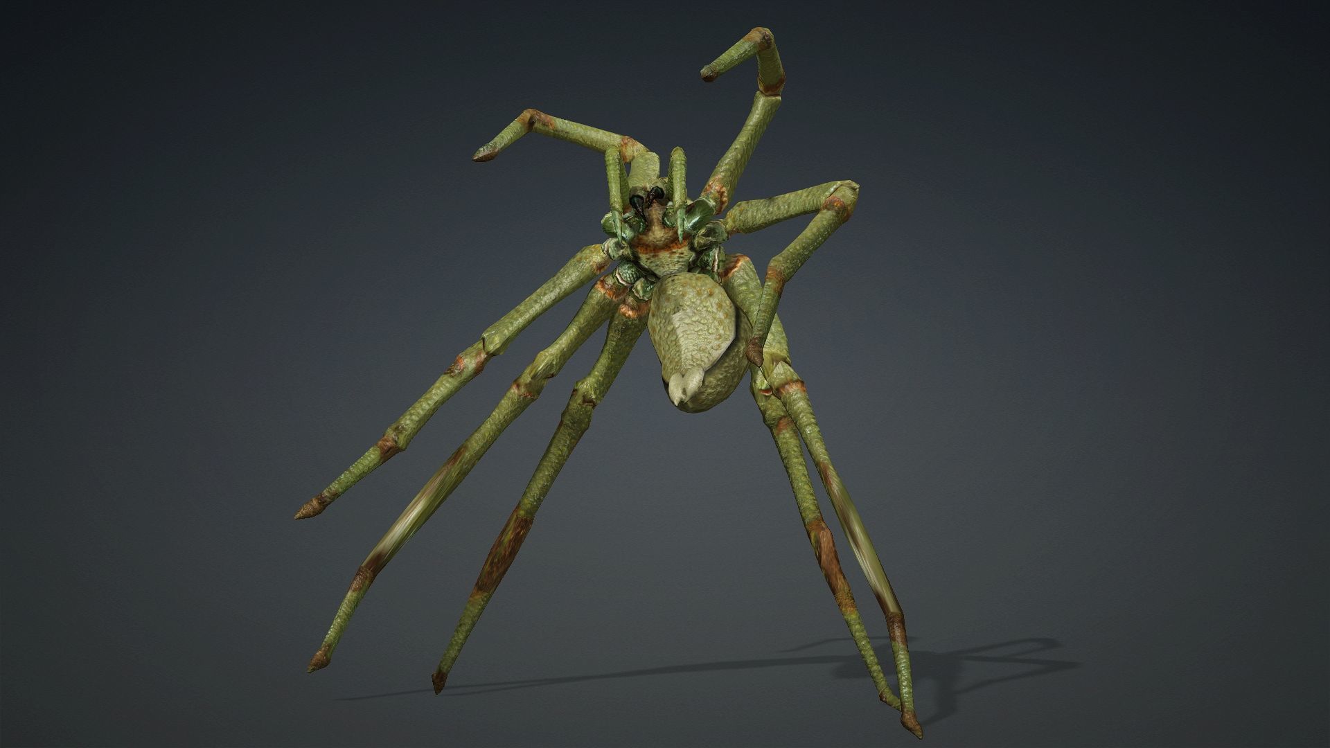 Spider-V4 3D model_3