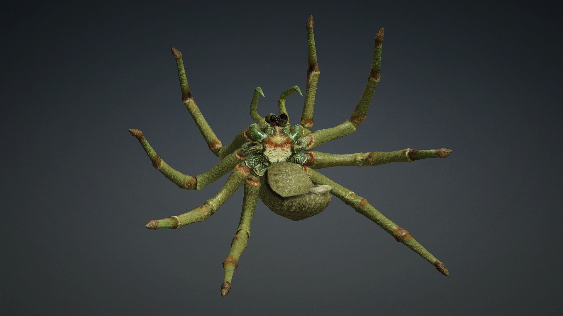 Spider-V4 3D model_4