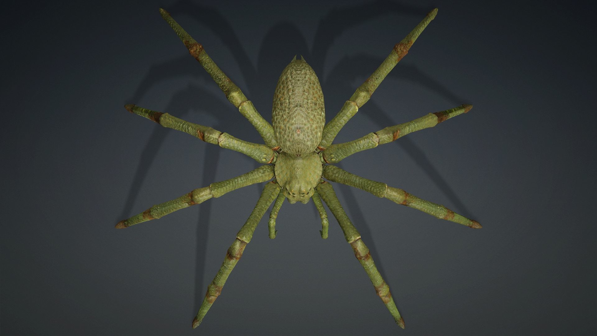 Spider-V4 3D model_8