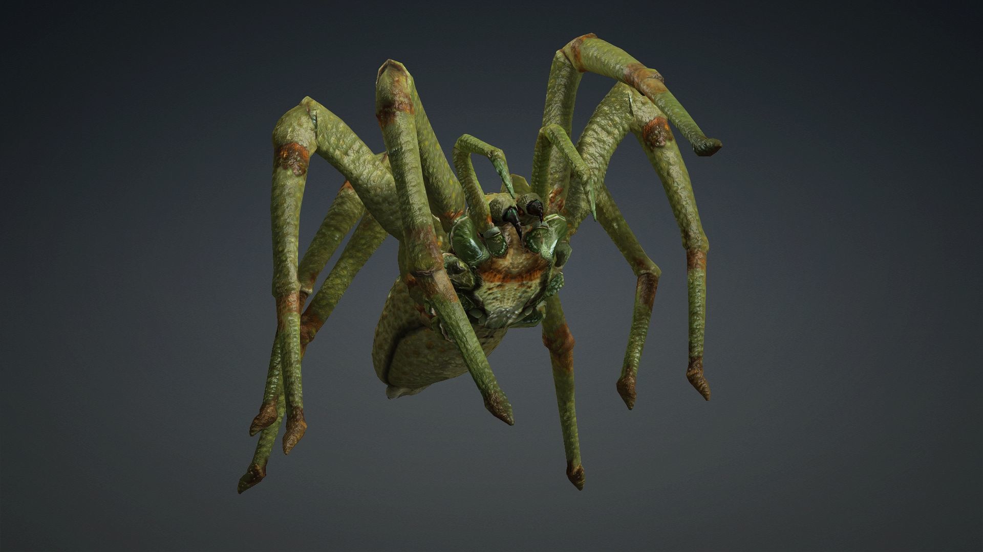 Spider-V4 3D model_11