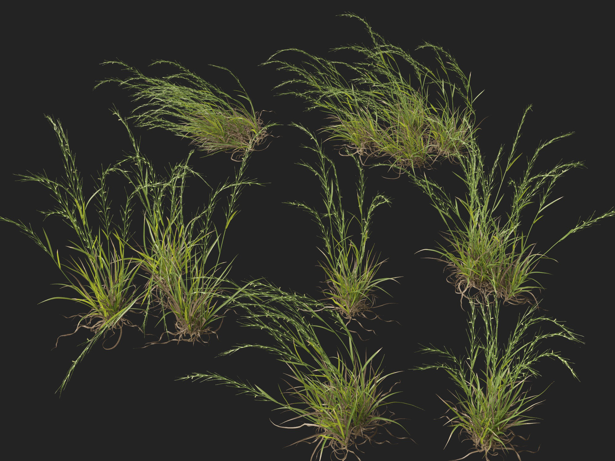 HighPoly - Low Poly- Microlaena stipoides - Weeping meadow grass Low-poly 3D model_2