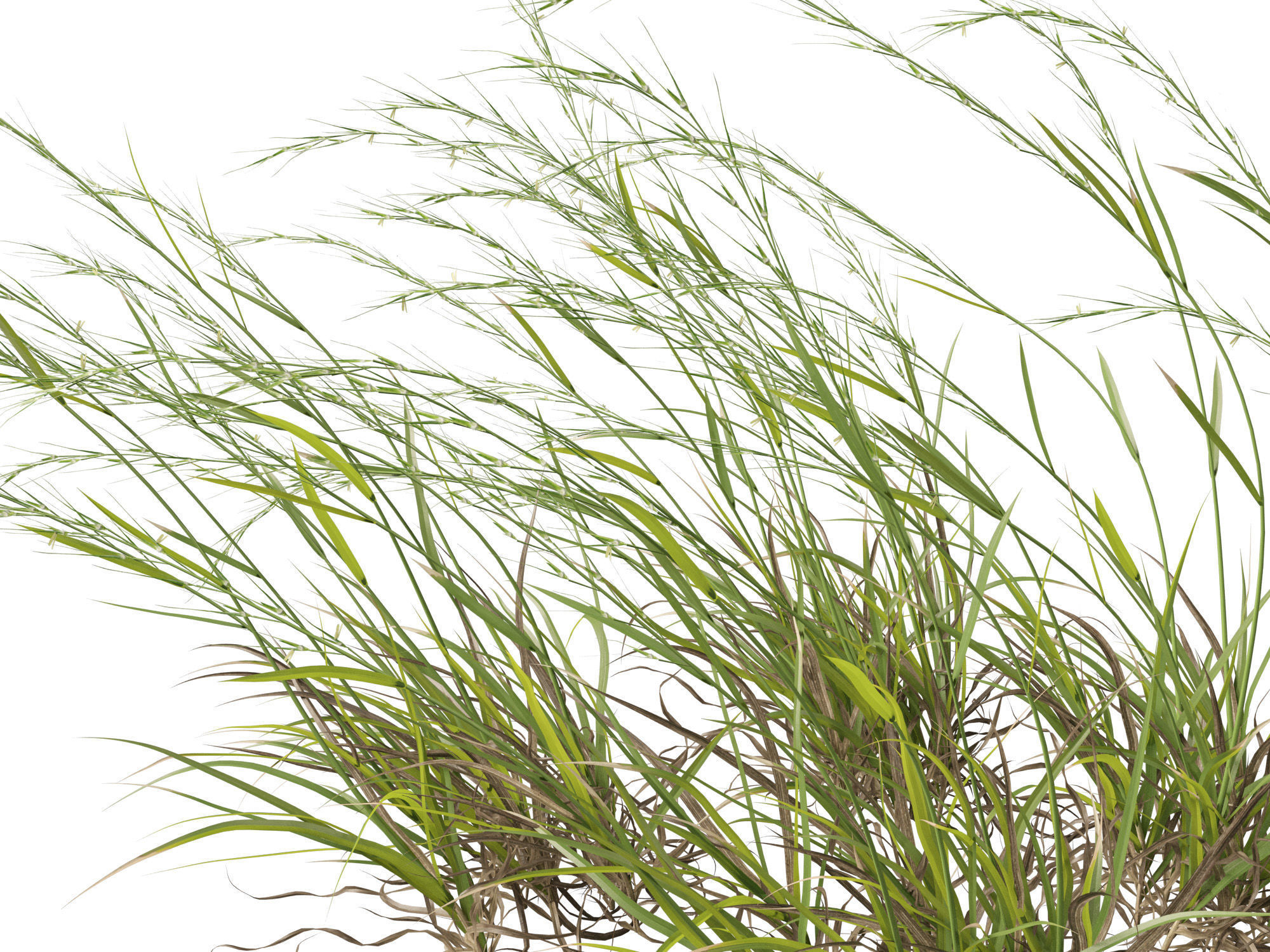 HighPoly - Low Poly- Microlaena stipoides - Weeping meadow grass Low-poly 3D model_3