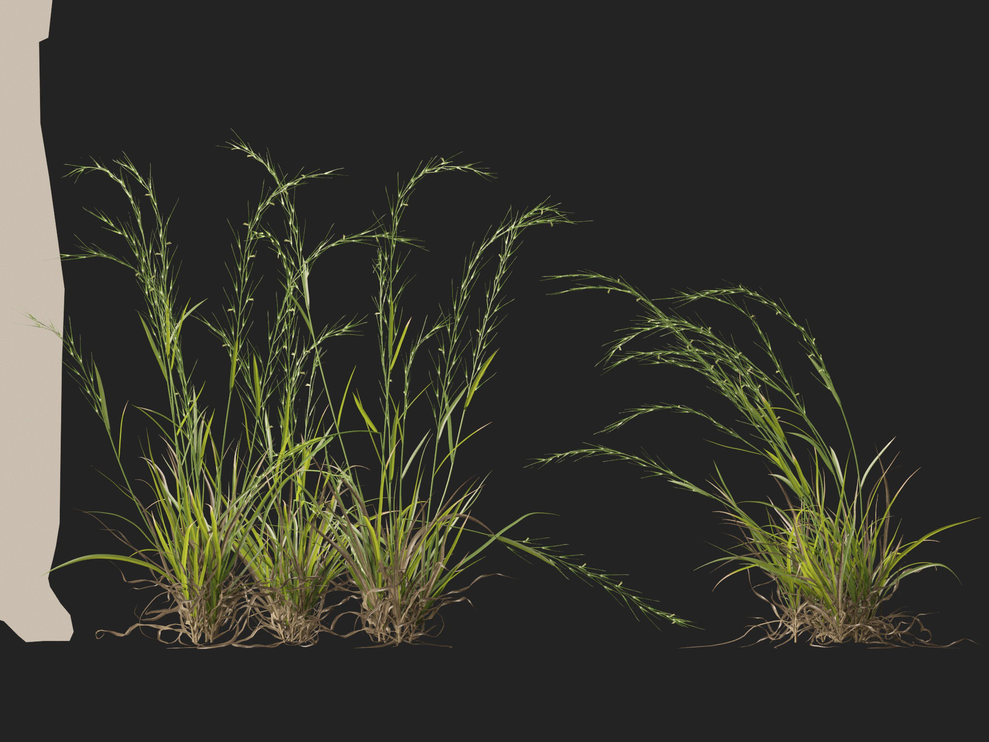HighPoly - Low Poly- Microlaena stipoides - Weeping meadow grass Low-poly 3D model_9
