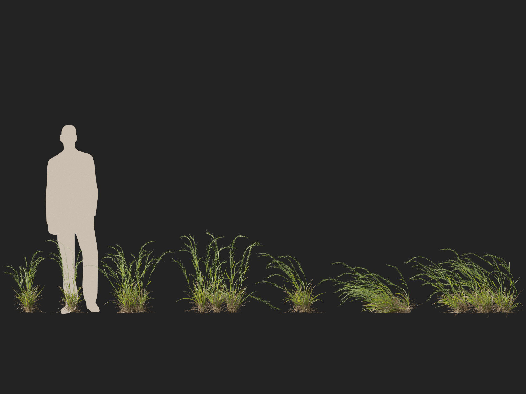 HighPoly - Low Poly- Microlaena stipoides - Weeping meadow grass Low-poly 3D model_5