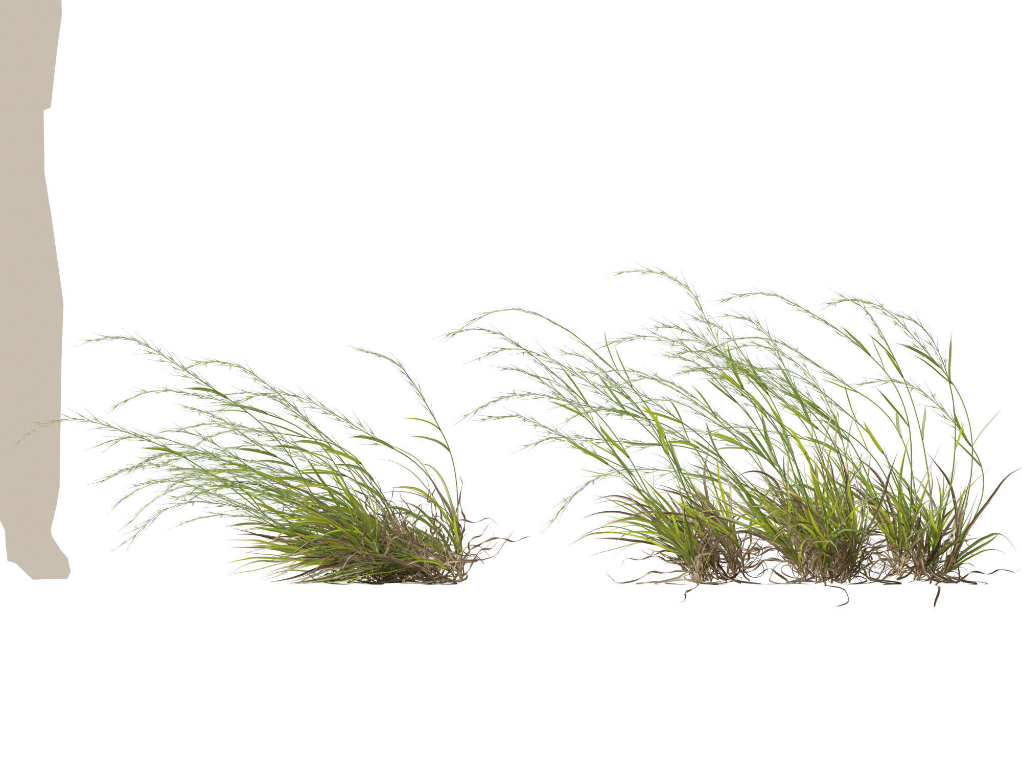HighPoly - Low Poly- Microlaena stipoides - Weeping meadow grass Low-poly 3D model_10