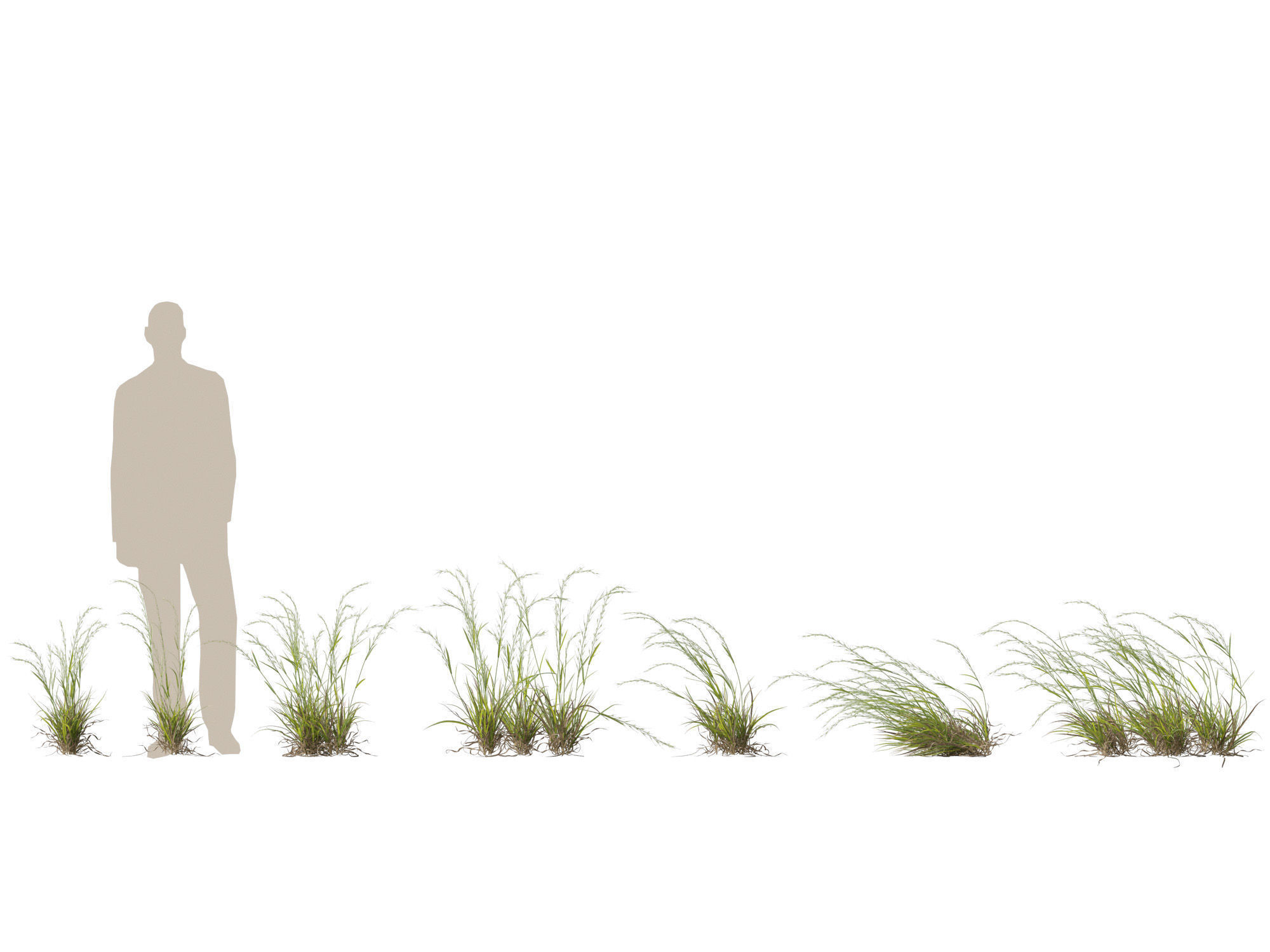 HighPoly - Low Poly- Microlaena stipoides - Weeping meadow grass Low-poly 3D model_1