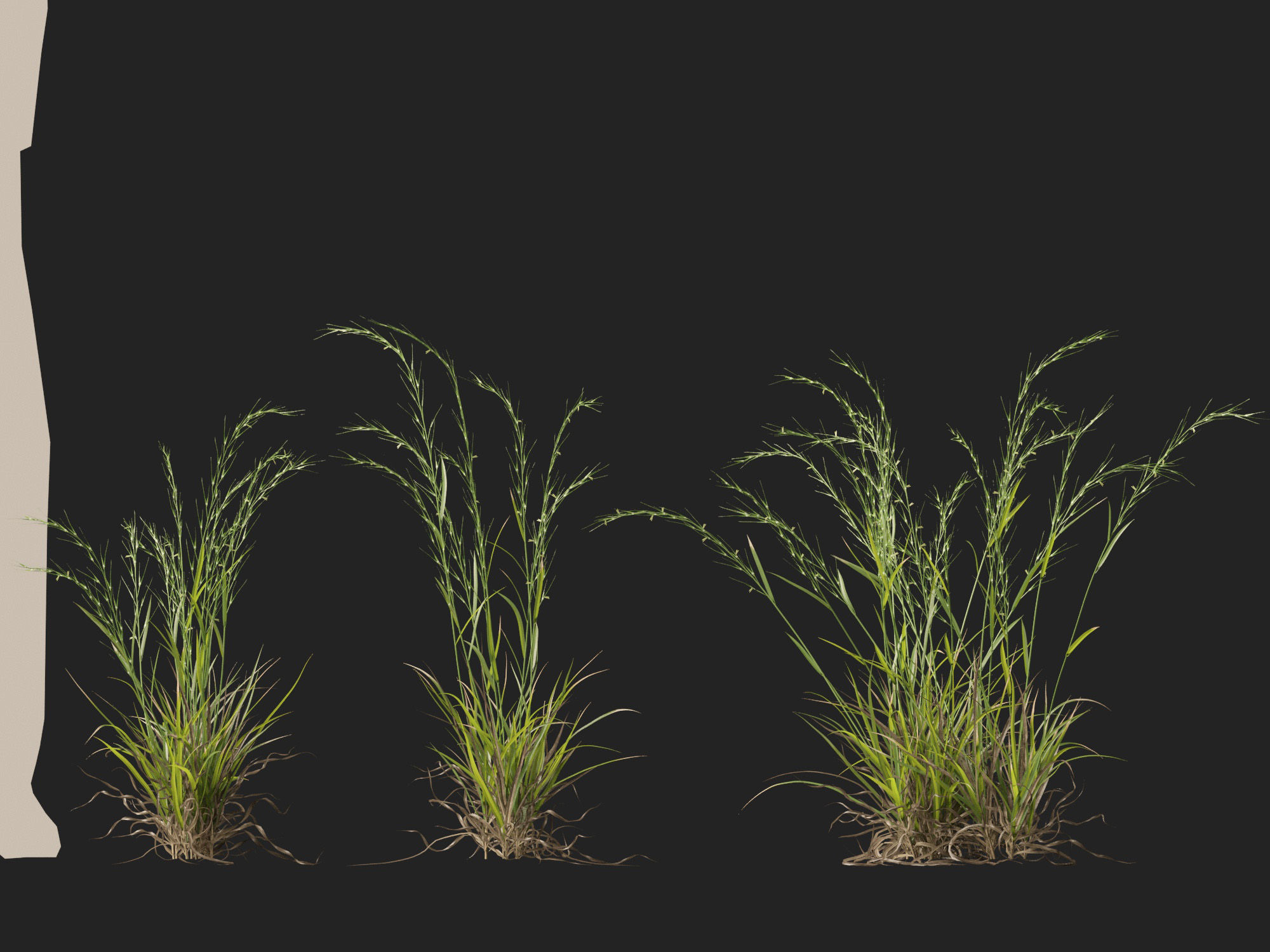 HighPoly - Low Poly- Microlaena stipoides - Weeping meadow grass Low-poly 3D model_7