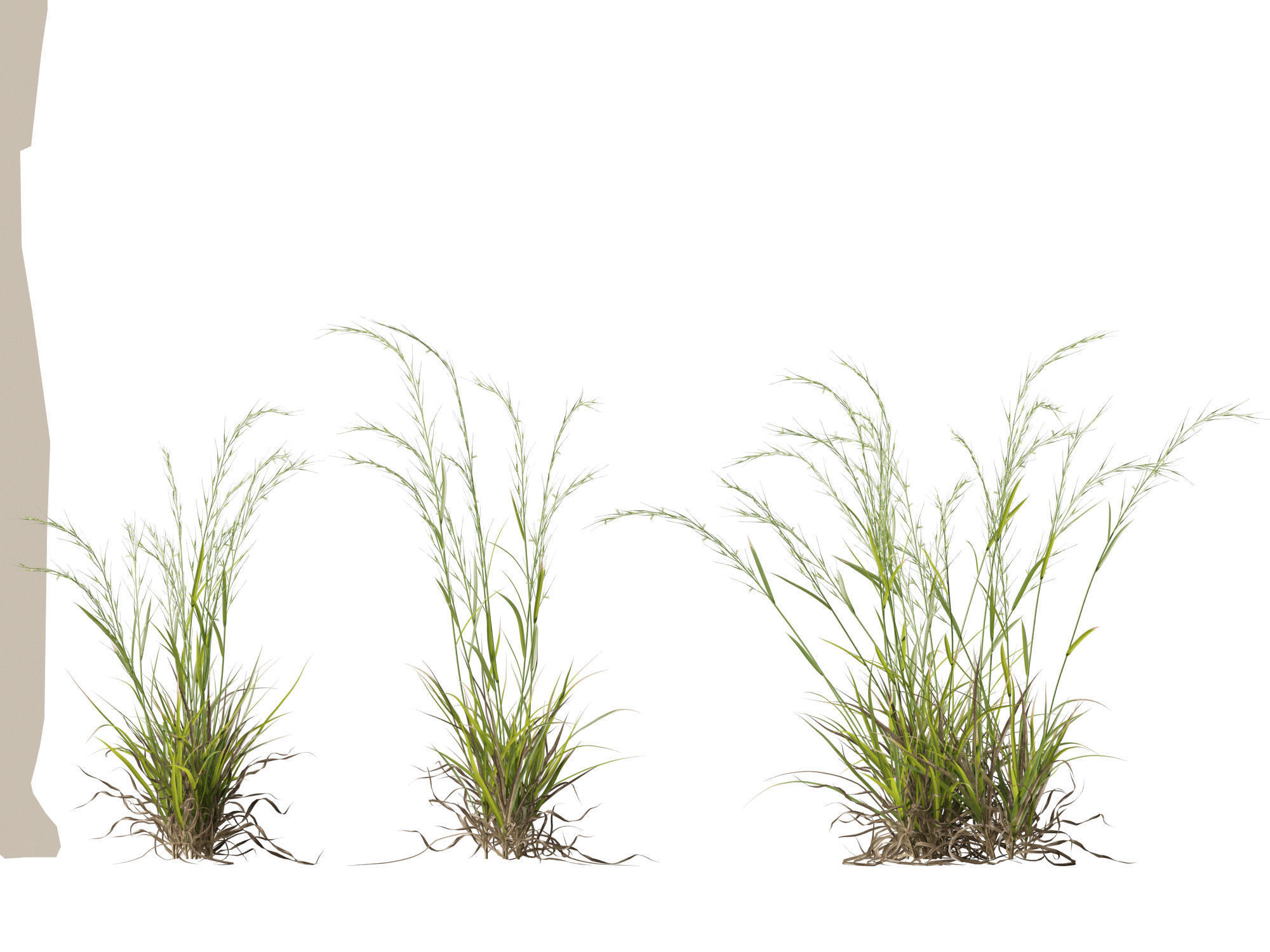 HighPoly - Low Poly- Microlaena stipoides - Weeping meadow grass Low-poly 3D model_6