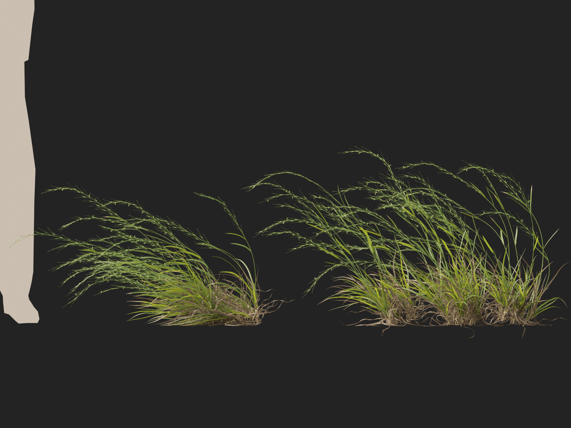 HighPoly - Low Poly- Microlaena stipoides - Weeping meadow grass Low-poly 3D model_11