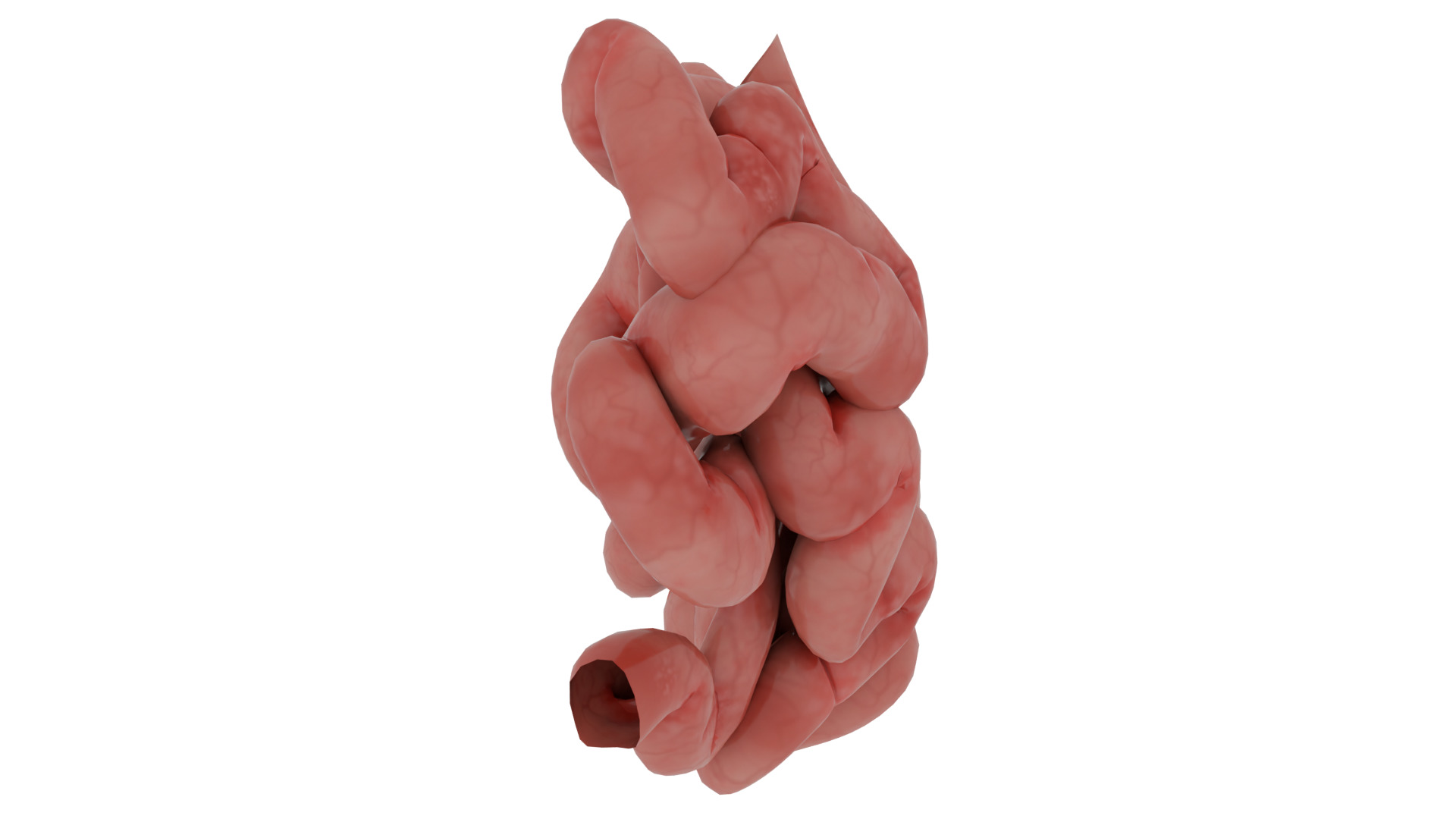 small-intestine 3D model_1