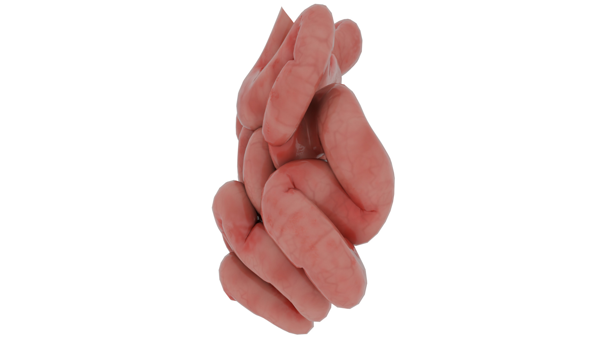 small-intestine 3D model_2
