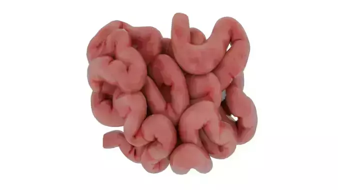 small-intestine 3D model