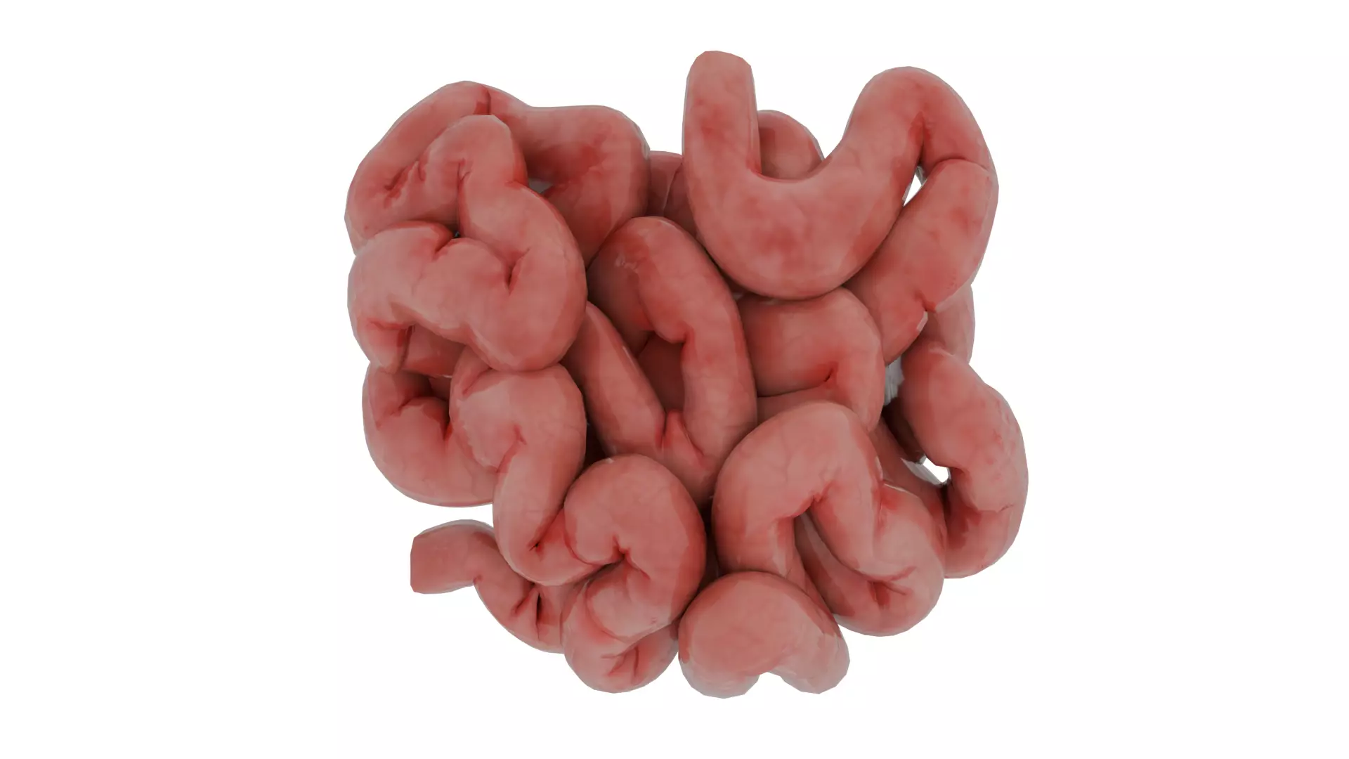 small-intestine 3D model_0