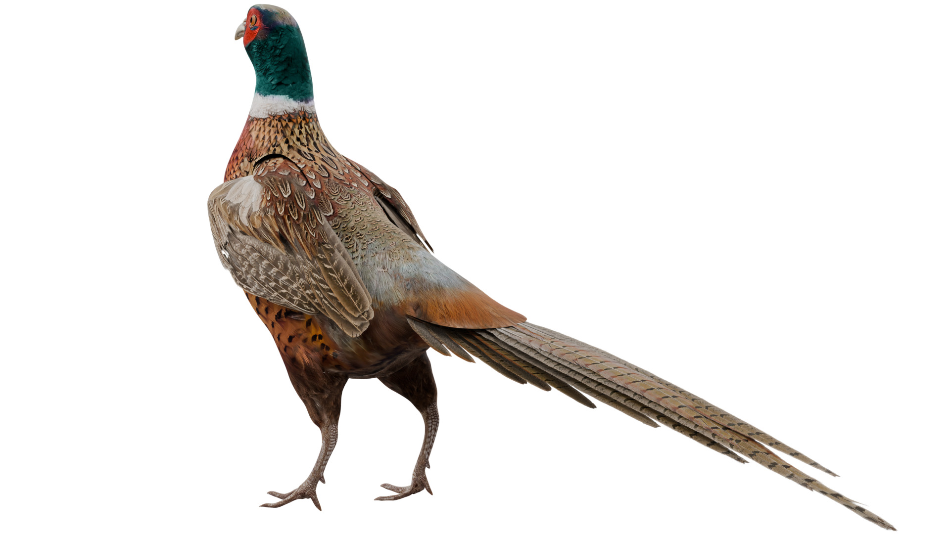 Pheasant 3D model_2