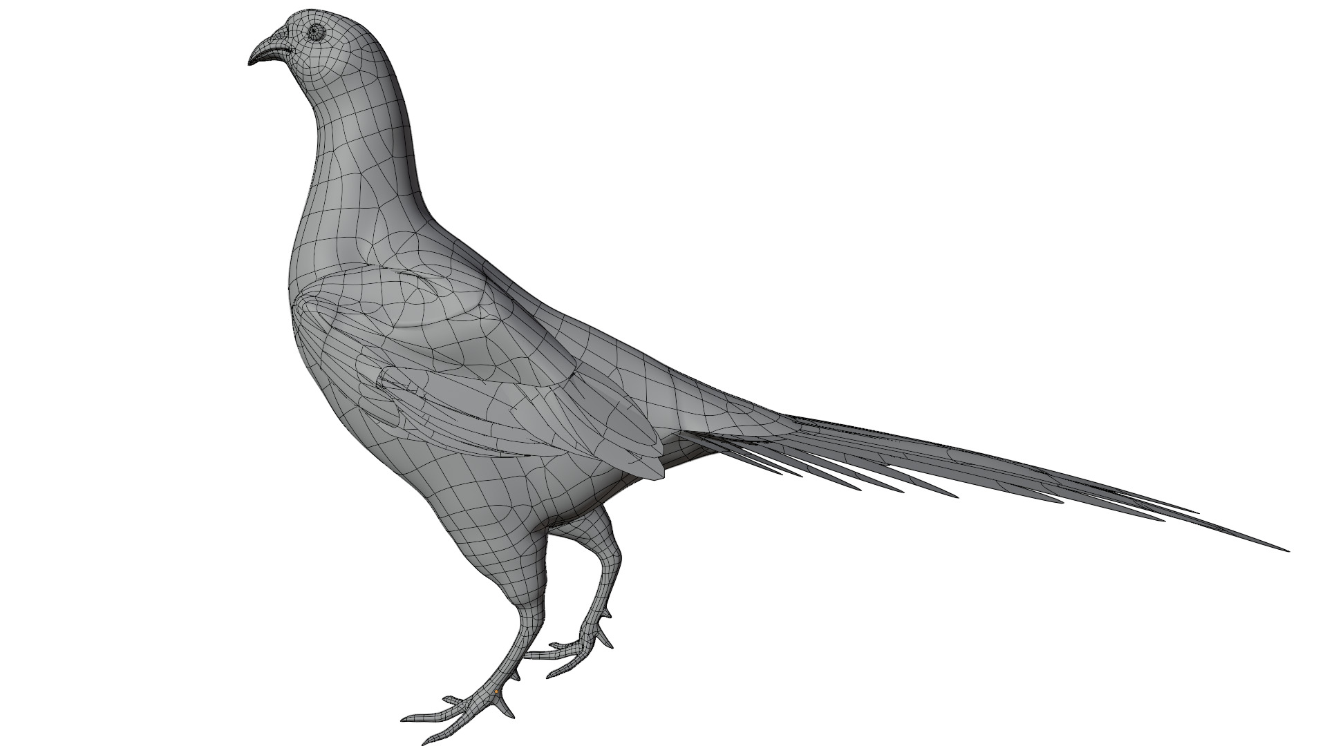 Pheasant 3D model_10