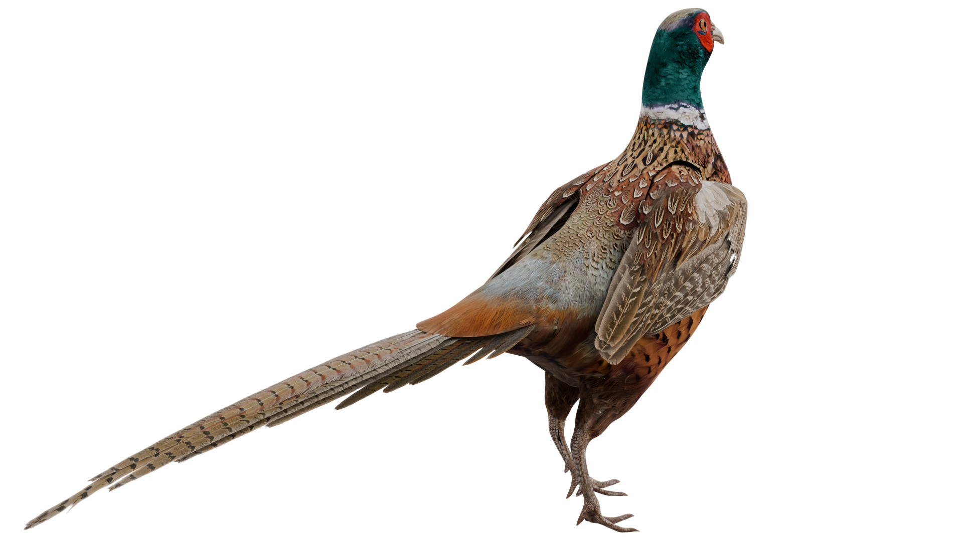 Pheasant 3D model_4