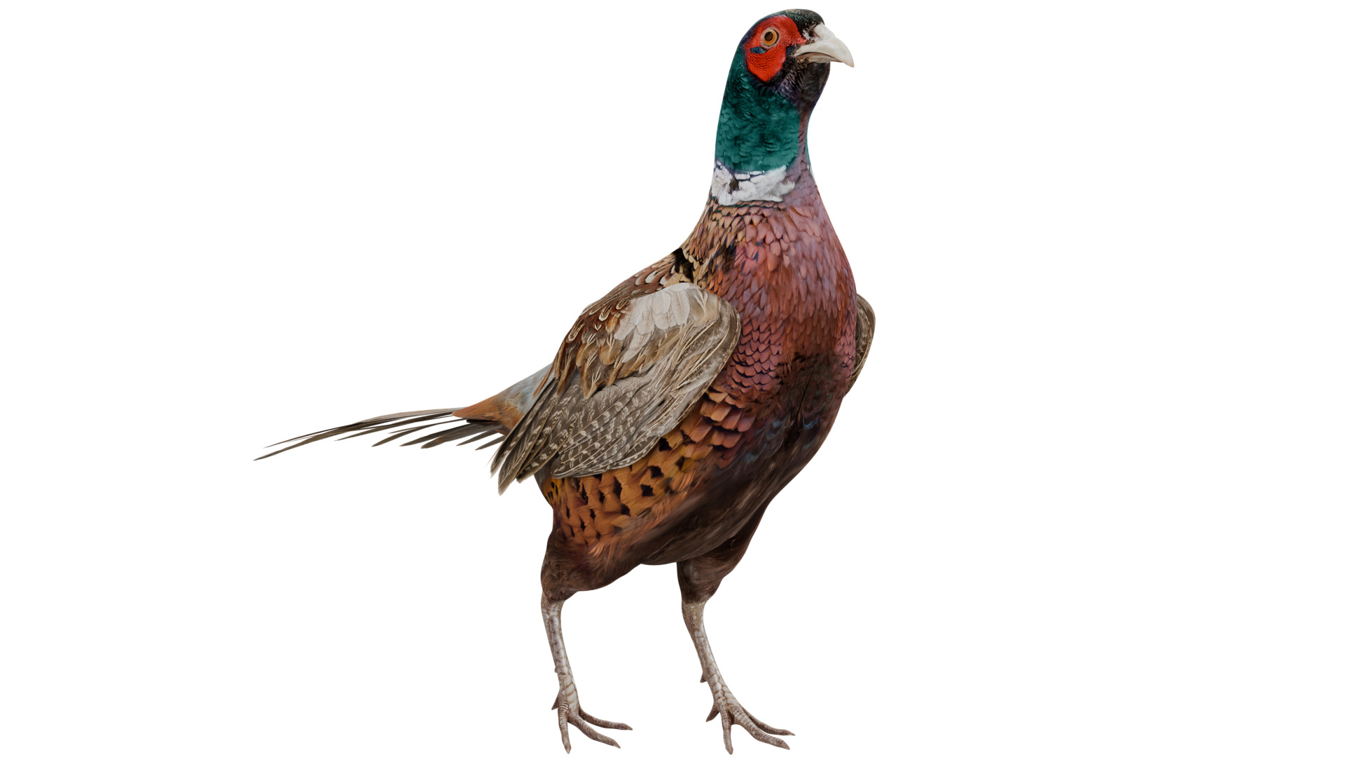 Pheasant 3D model_6