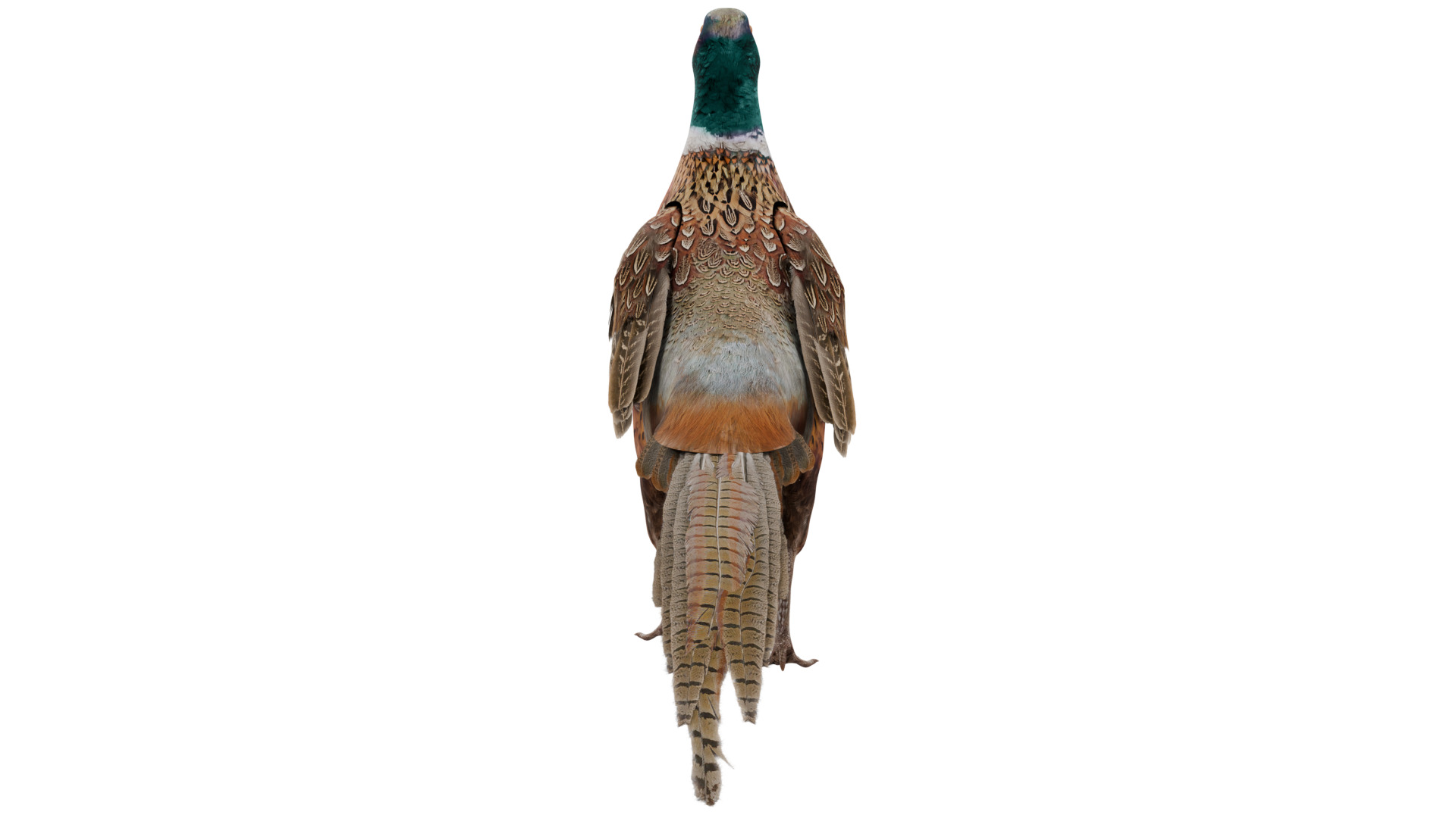 Pheasant 3D model_3