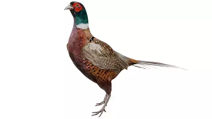 Pheasant 3D model Pheasant 3D model