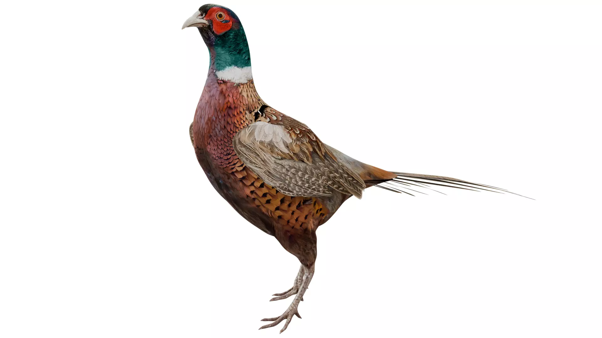 Pheasant 3D model_0